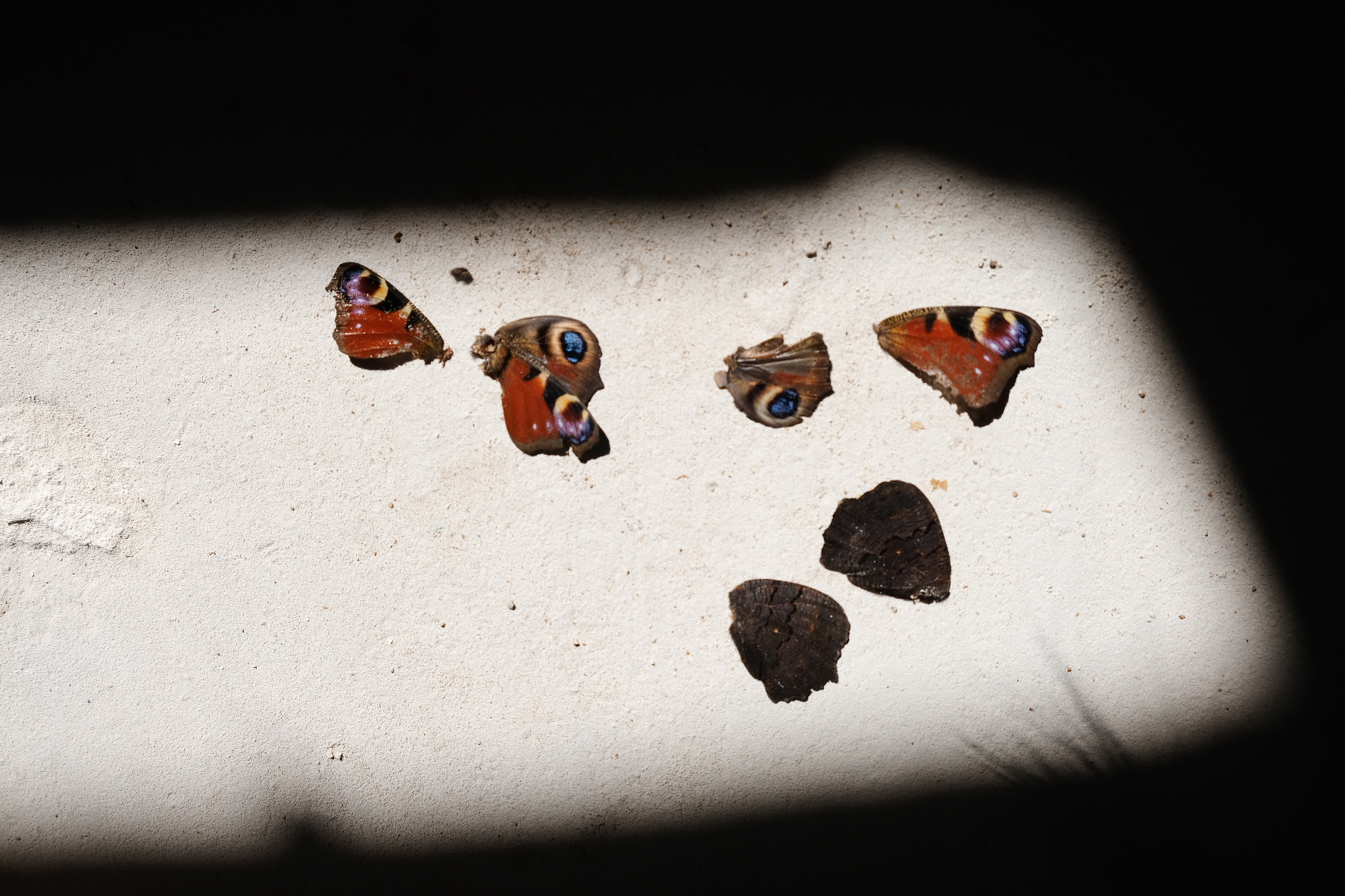 Foto van dagpauwoogvlinders op de vloer. De vlinders zijn roodbruin en hebben een heldere cirkel van blauw/geel op hun vleugels. De vlinders liggen op cement in het licht. Alles er omheen is zwart.