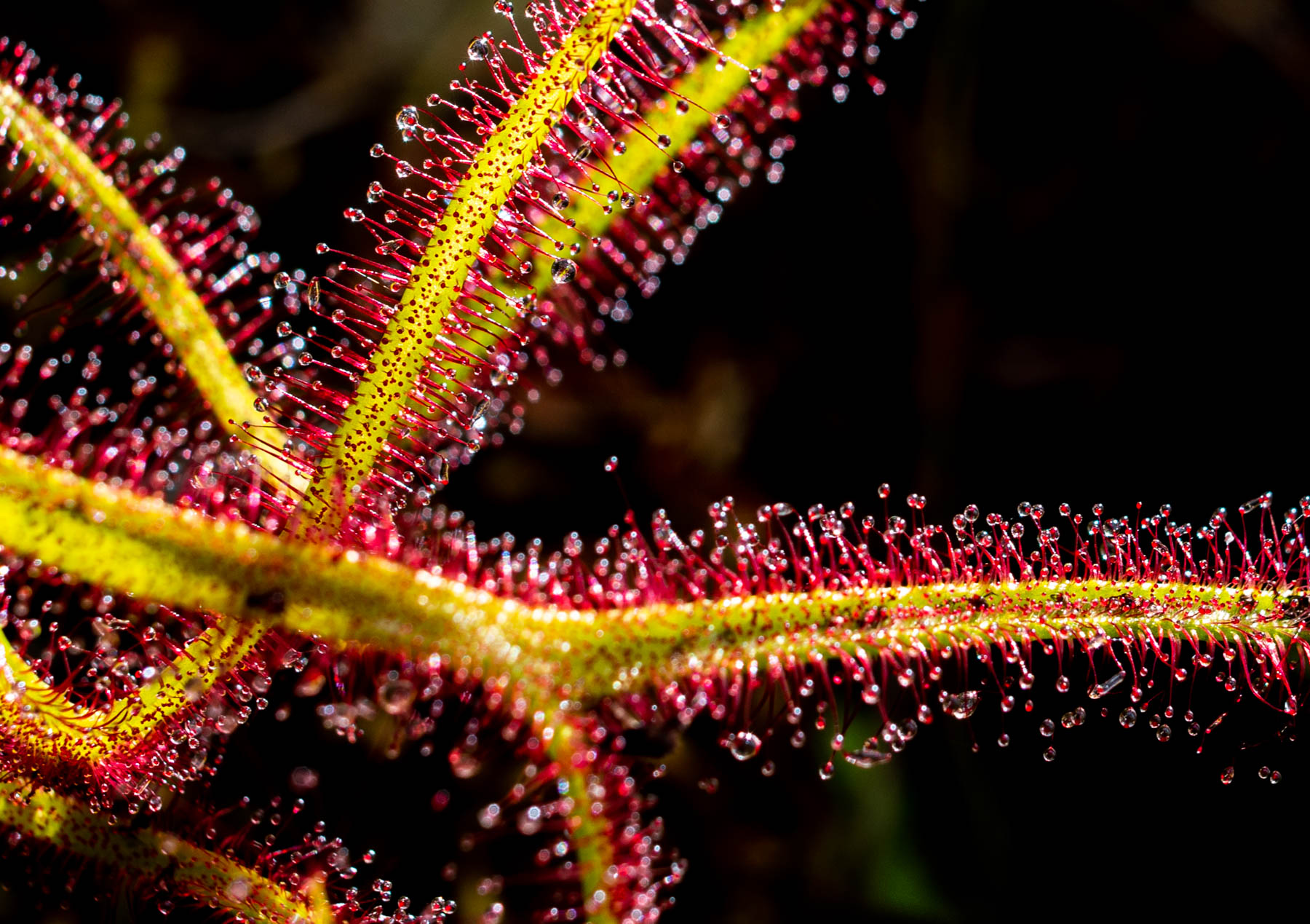 close-up van een plant met groene stengels waaraan rode haren zitten met druppels eraan